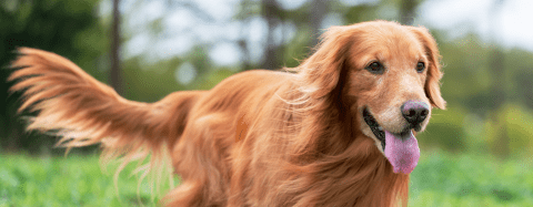 Golden Retriever 