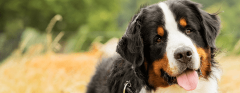 Bernese mountain dog