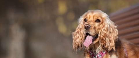 cocker-spaniel