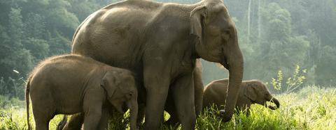 elephants