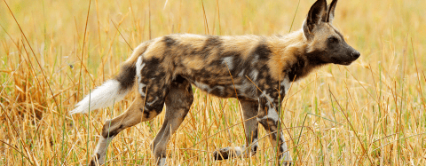 wild dog