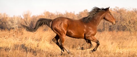 Horse running