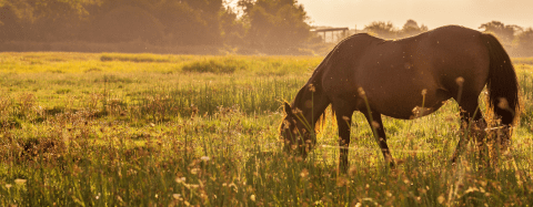 horse