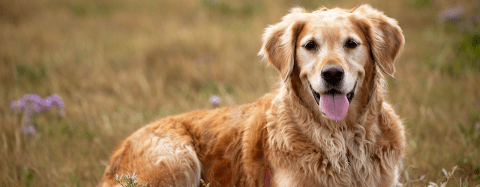 Golden Retriever 