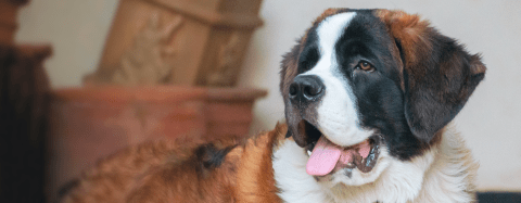 St Bernard 