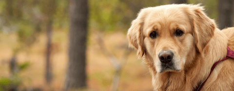 Golden Retriever 