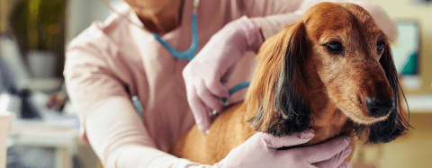 Vet tech examines small brown dog