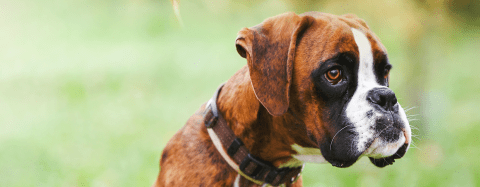 Boxer dog with a collar on with greenery in the background