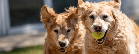 Golden Retrievers