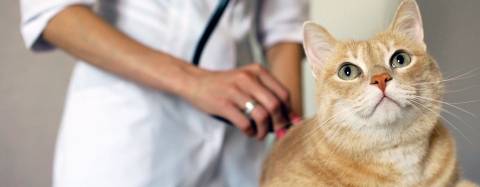 Cat being examined by veterinarian 