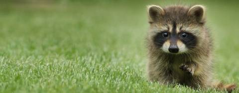 Baby raccoon 