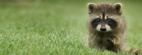Baby raccoon