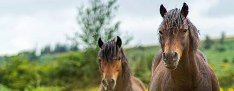 Horses grazing 