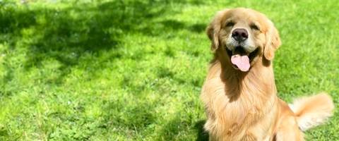 Golden Retriever, Big Al