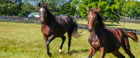 two brown horses running in a pasture