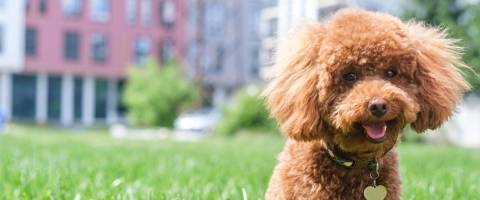 Brown poodle dog sitting in grass