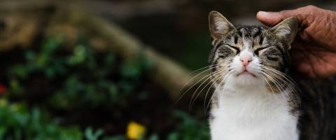 Tabby cat being pet on the head