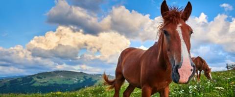 brown and white horse against blue sky with clouds