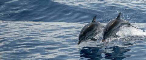 Dolphins jumping out of the water