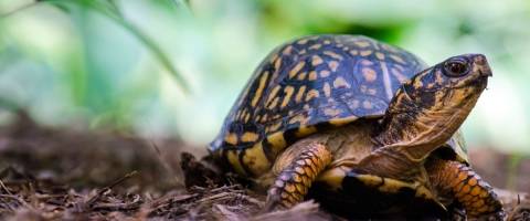 turtle 