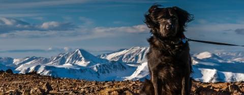 black dog in mountains