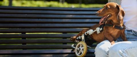 disabled dachshund dog in wheel chair with owner on bench