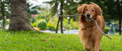 golden retriever with stick