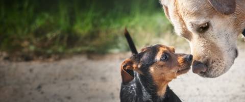 Two dogs sniffing