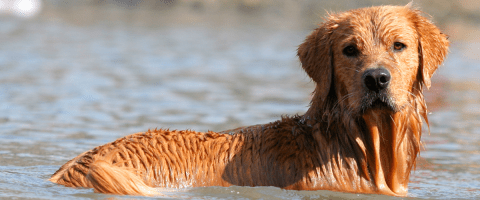 Golden Retriever in the water