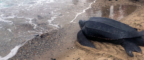 Rescued turtle on beach