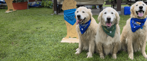 Three golden retrievers wearing bandanas and sitting like good dogs. 