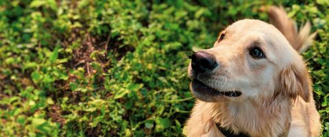 Golden retriever in grass