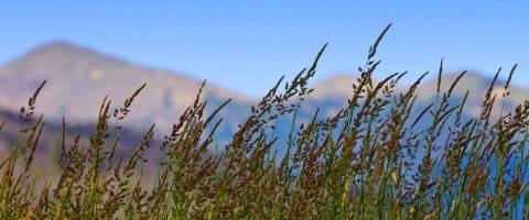 mountain scene with blowing grasses and blue sky