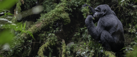 mountain gorilla