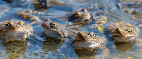 Frogs in the water
