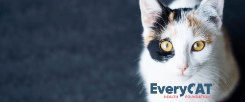 Calico cat staring at the camera with EveryCat logo