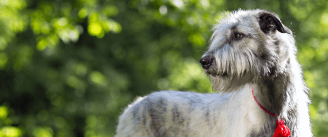 Wolfhound looking left