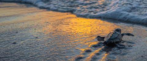 hatched sea turtle going out to sea