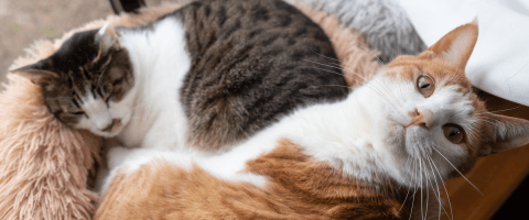Two multicolored cats snuggling on a couch featured in a cat health issues blog