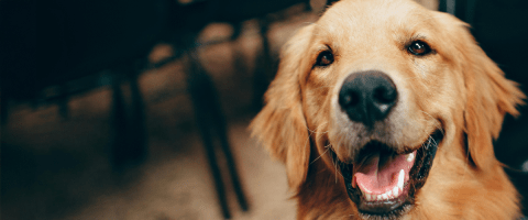 Golden Retriever looking at camera
