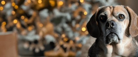 Senior puggle dog