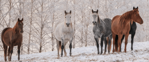 horses in a snowy forest