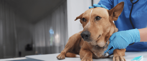 tan mixed breed dog being examined by a veterinarian