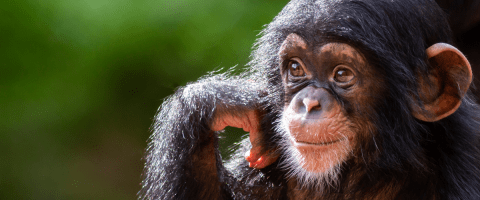 Young chimpanzee wildlife health