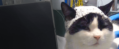 Cat wearing a crochet hat to study brain activity