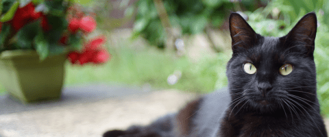 black cat laying on a patio in front of a pot of red flowers