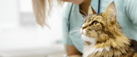 Brindle long-haired cat looking up at a Veterinarian