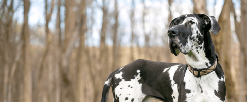 Black and white great dane looking off in the distance in a forest