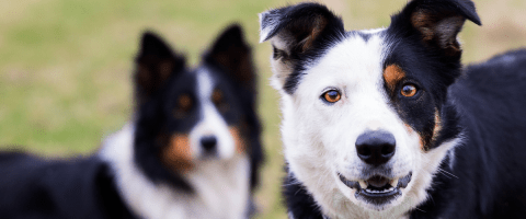 two black and white border collie mixed breed dogs