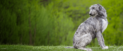 A large, shaggy grey Irish Wolfhound sits on a grassy hill, looking back over its shoulder. The background is a lush green forest, slightly blurred to emphasize the dog.